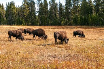 Herd of buffalo or bison.