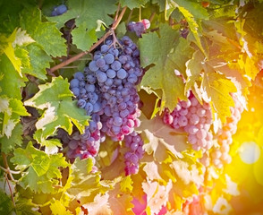 Red - Purple red grapes in the vineyard