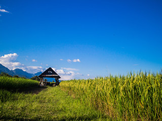 Rice field