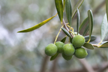 オリーブの実
