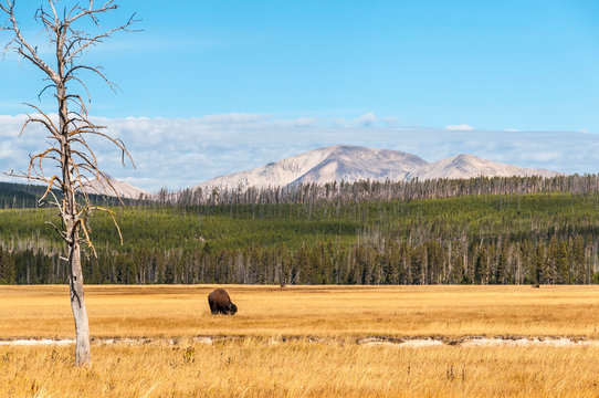 Pasturing bison in front of mountain.