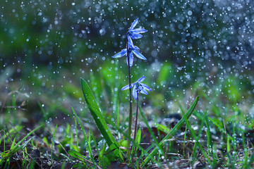 bluebell, flowers, drops of water, shower