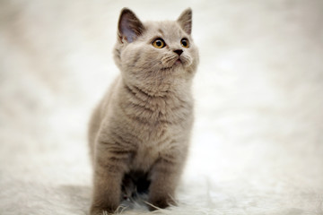 gray kitten white background