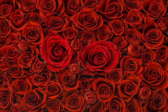 Fototapeta Zestaw kwiatów róży