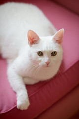 White cat relaxing on the sofa