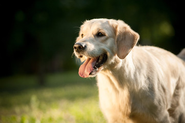 golden retriever
