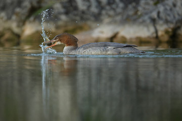 Common merganser with small carp