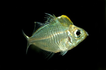 アップルヘッドグラスパーチ