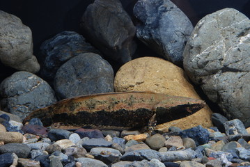 アーモンドスネークヘッド