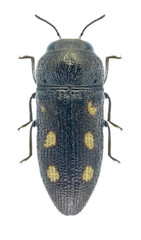 Beetle Metallic wood borer Acmaeodera bipunctata bipunctata