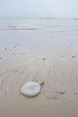 Fototapeta na wymiar jellyfish dead on the sand