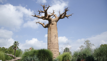 Le baobab de Grandidier