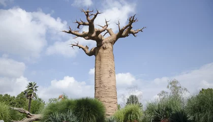 Afwasbaar Fotobehang Baobab Grandidier& 39 s baobab