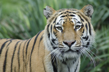 Fototapeta na wymiar Tigre del Bengala