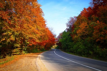 Road through autumn forest