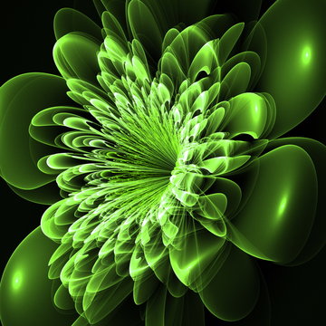 Beautiful Green Flower On Black Background. Computer Generated G