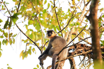 Capped Langur (Trachypithecus poliocephalus) in India
