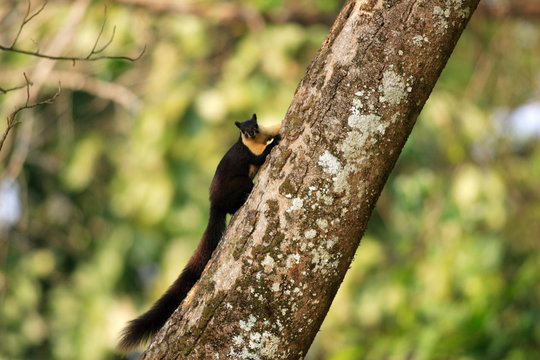 Black giant squirrel (Ratufa bicolor) in Nameri National Park