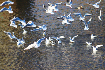 flock of gulls on the river