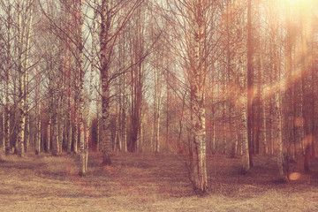 Fototapeta premium Spring birch forest
