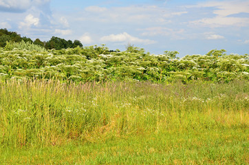 Green meadow in summer with white flower Giant hogweed