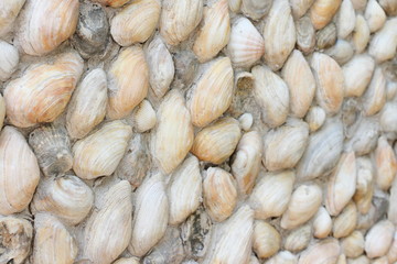 Shell wall, Background texture