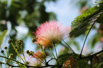 Acacia blossom