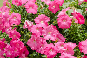 Petunia or Petunia Hybrida Vilm