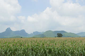 corn field