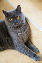 grey british cat