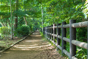 Naklejka premium Promenade of the Inokashira park