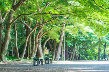 Obraz premium Ławka w parku Inokashira