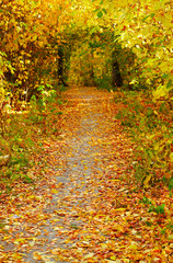 Fototapeta na wymiar Autumn alley