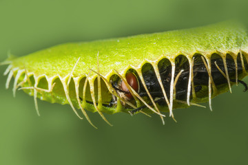 venus flytrap - dionaea muscipula with a trapped fly © Vera Kuttelvaserova