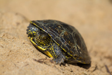 small turtle on a sand
