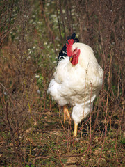 Gallo di razza Ermellinata di Rovigo in un prato