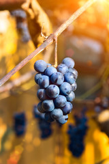 Bunch of blue grape in the garden