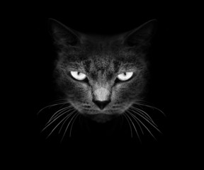 Muzzle a cat on a black background. - 68959638