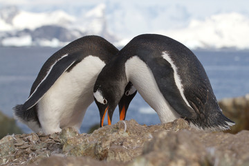 male and female Gentoo penguins which nest near tokuyut