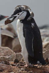 Naklejka premium moulting Chinstrap or Penguin Chinstrap who stands with a stone