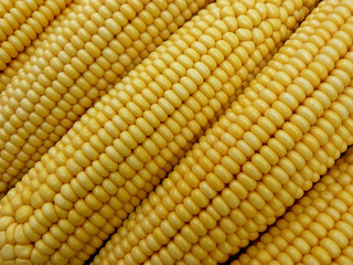 fresh harvested corn background