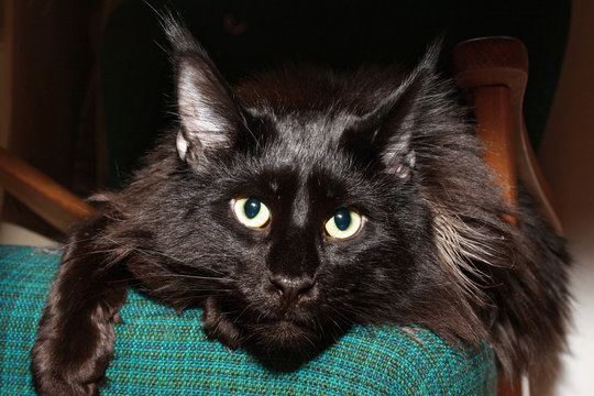 Schwarzer Maine Coon Kater