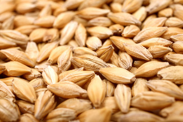Natural oat grains background, closeup