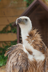 Griffon Vulture,Gyps fulvus.Large Old World vulture