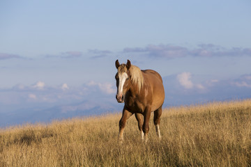 Horse