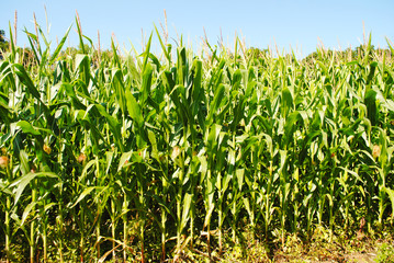 Corn Staulks Growing in the Summer Sunshine