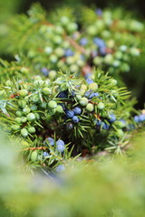 Wacholder Wacholderbeeren (Juniper berries)