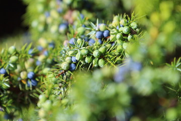 Wacholder Wacholderbeeren (Juniper berries)
