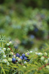 Wacholder Wacholderbeeren (Juniper berries)