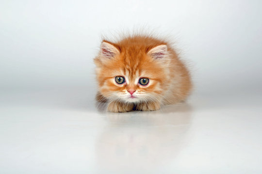 Kleine Katze auf der Lauer